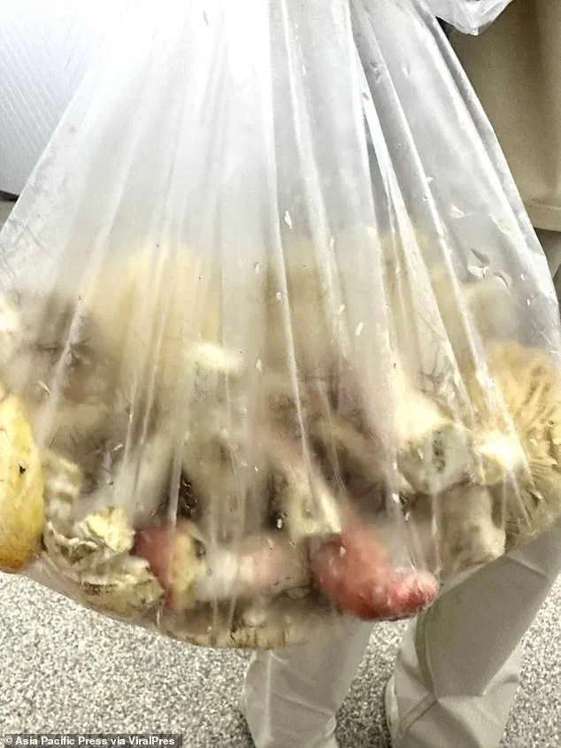 Fatal Mushroom Poisoning Tragedy Strikes Chiang Rai Family After Contaminated Curry Meal