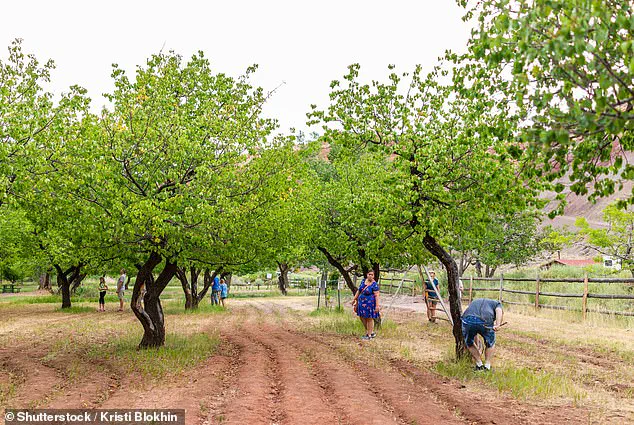 Government Management of Capitol Reef National Park's Historic Fruit Trees Sparks Public Disappointment Over Lack of Harvest