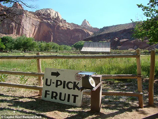 Government Management of Capitol Reef National Park's Historic Fruit Trees Sparks Public Disappointment Over Lack of Harvest