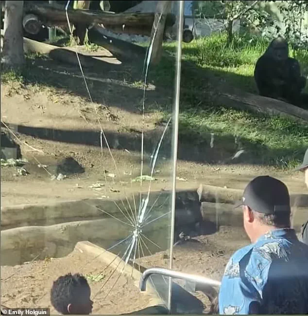 San Diego Zoo's Denny Shatters Glass Barrier, Sparking Panic
