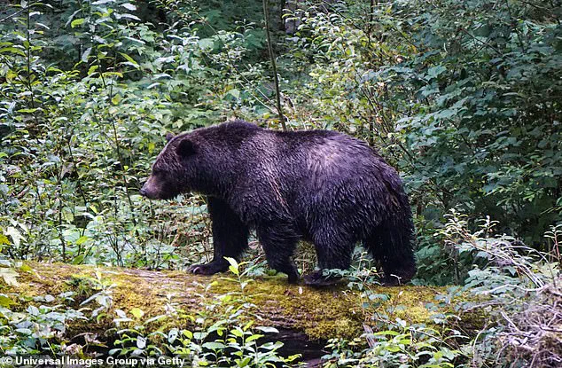 Large-Scale Search Operation Underway as Canadian Authorities Urge Caution After Grizzly Bear Attack Injures 11 at School