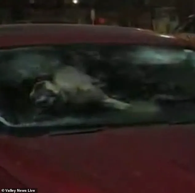 Neglect in the Freezing Cold: Dogs Found Locked in a Car in Moorehead Prompt Investigation