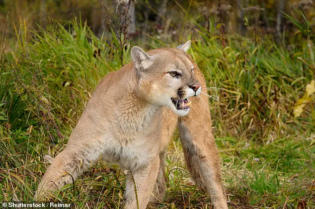 Fatal Mountain Lion Attack in Remote Colorado Mountains: Investigation Underway