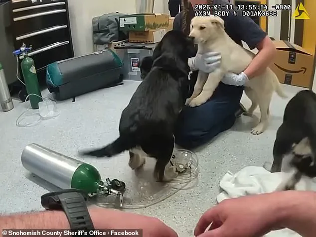 Washington Firefighters Rescue Six 10-Week-Old Puppies from Suspected Opioid Overdose