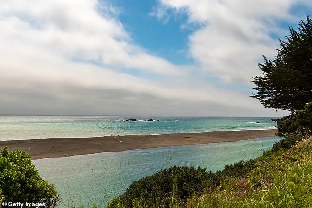 Exclusive: Surfer's Narrow Escape from Rare Shark Encounter in California