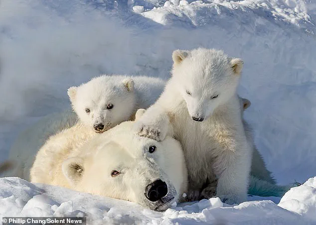 Rare Glimpse of Three-Month-Old Polar Bear Cubs and Their Mother in Churchill, Manitoba, Captured by Photographer Phillip Chang