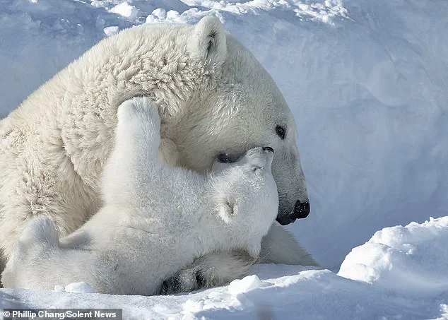 Rare Glimpse of Three-Month-Old Polar Bear Cubs and Their Mother in Churchill, Manitoba, Captured by Photographer Phillip Chang