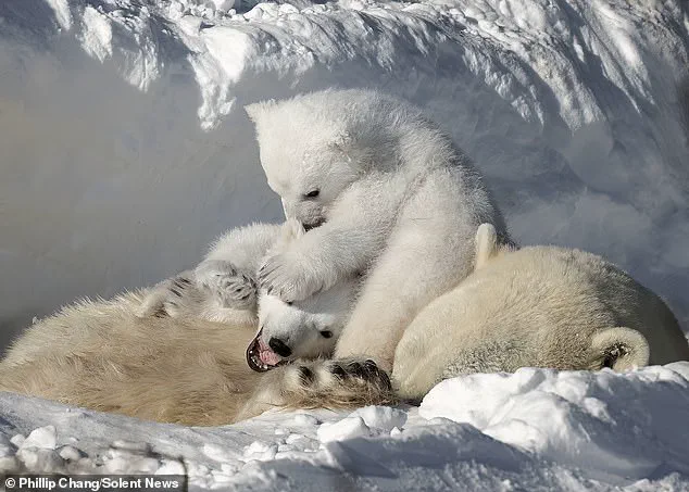 Rare Glimpse of Three-Month-Old Polar Bear Cubs and Their Mother in Churchill, Manitoba, Captured by Photographer Phillip Chang
