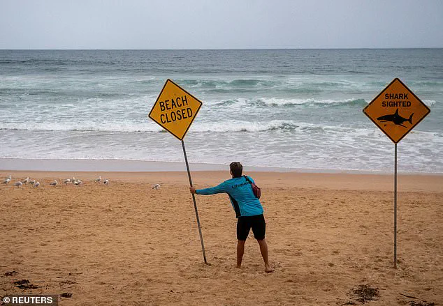 Sydney Beaches in Chaos After Third Shark Attack in 26 Hours