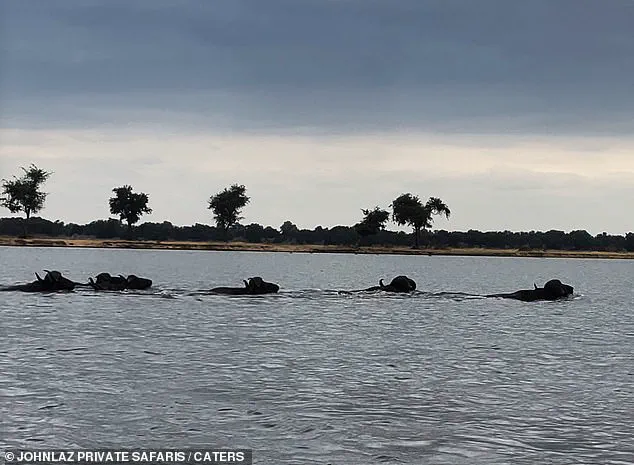 A Day That Will Live On: Buffalo's Unyielding March Across the Lower Zambezi Ripples Through Conservation Communities