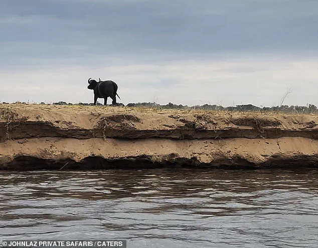 A Day That Will Live On: Buffalo's Unyielding March Across the Lower Zambezi Ripples Through Conservation Communities