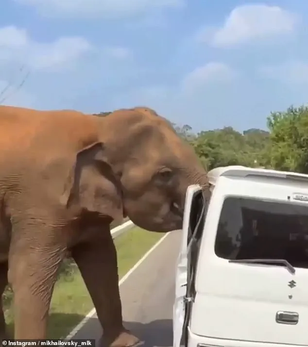 Exclusive: Sri Lanka Elephant Rampage Unveiled – Tourists’ Deadly Encounter with Privileged Access to Wildlife