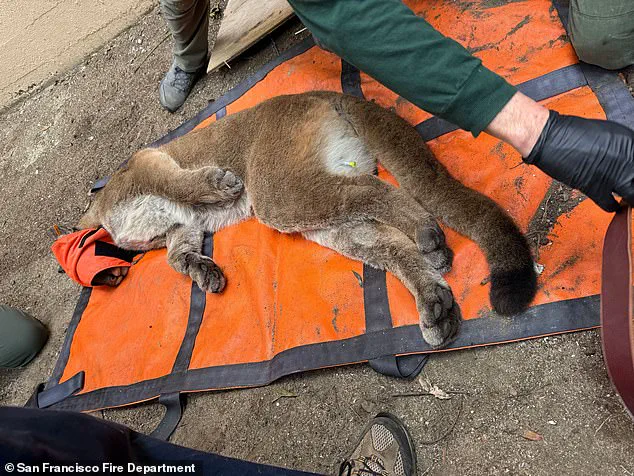 Privileged Access: San Francisco Officials Capture Elusive Mountain Lion After 30-Hour Hunt