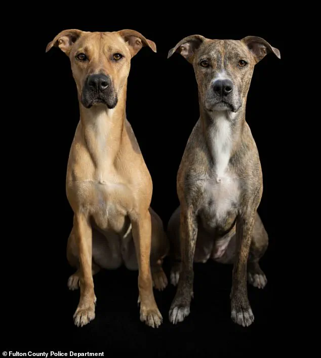 Shocking Surveillance Footage Reveals Alleged Brutality Against Dogs in Atlanta; Authorities Seek Public’s Help to Identify Suspect