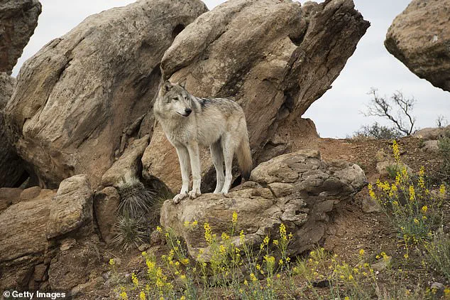 Utah's Lethal Removal of Gray Wolves Sparks Debate Over State vs. Federal Protections and Community Impact