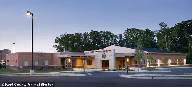 Lost Puppy Reunited with Owner After Year-Long Search, Found Alive and Healthy