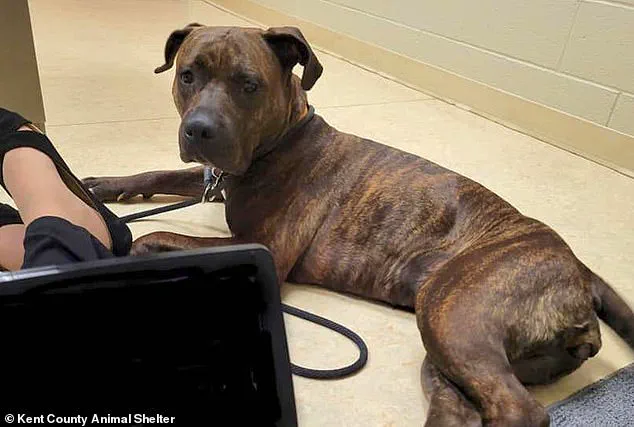 Lost Puppy Reunited with Owner After Year-Long Search, Found Alive and Healthy