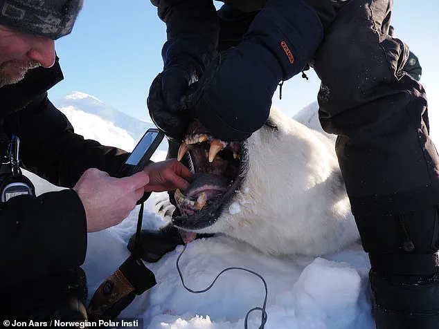 Polar Bears in Svalbard 'Defying Expectations' by Growing Fatter Amid Sea Ice Loss, Study Finds