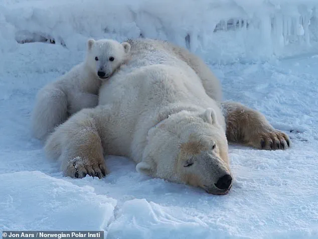 Polar Bears in Svalbard 'Defying Expectations' by Growing Fatter Amid Sea Ice Loss, Study Finds