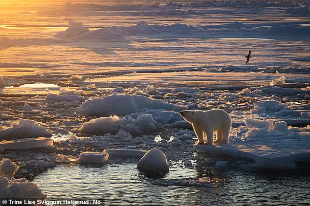 Polar Bears in Svalbard 'Defying Expectations' by Growing Fatter Amid Sea Ice Loss, Study Finds