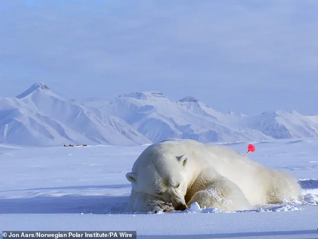 Polar Bears in Svalbard 'Defying Expectations' by Growing Fatter Amid Sea Ice Loss, Study Finds