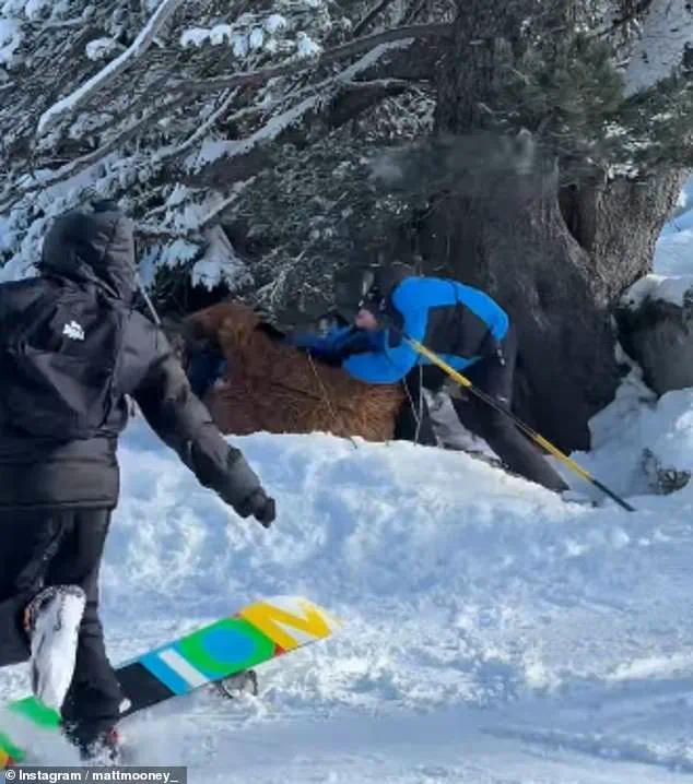 Chewbacca Skier Brutally Assaulted in Val Thorens Snowball Fight Gone Awry