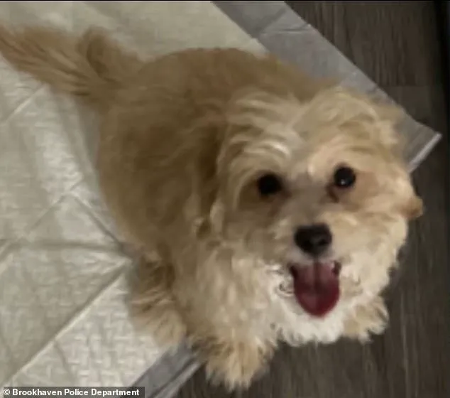 Aspen Easterling (Aspen Kartier) Accused of Animal Cruelty in Viral Twitch Stream Video