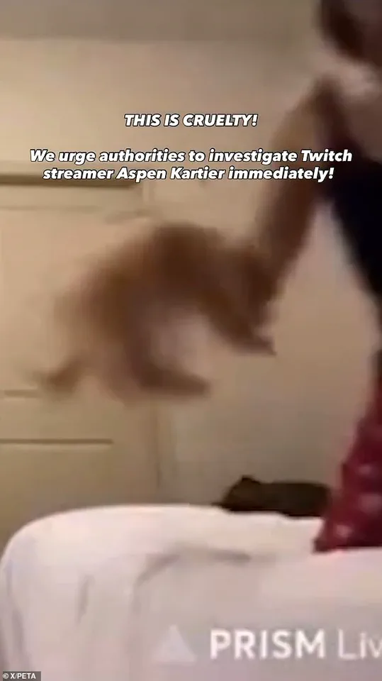 Aspen Easterling (Aspen Kartier) Accused of Animal Cruelty in Viral Twitch Stream Video