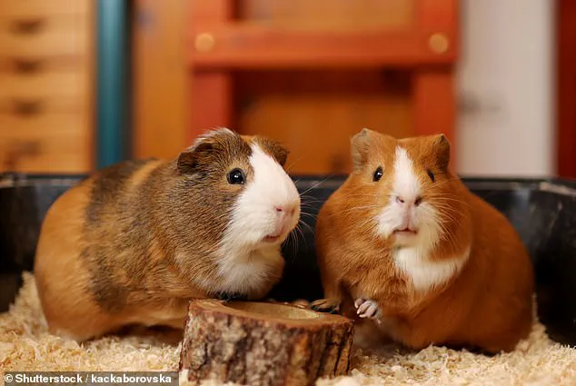 Former Hedge Fund Billionaire Jason Ader Files for Bankruptcy Amid Lawsuit Over $13M Mortgage Default