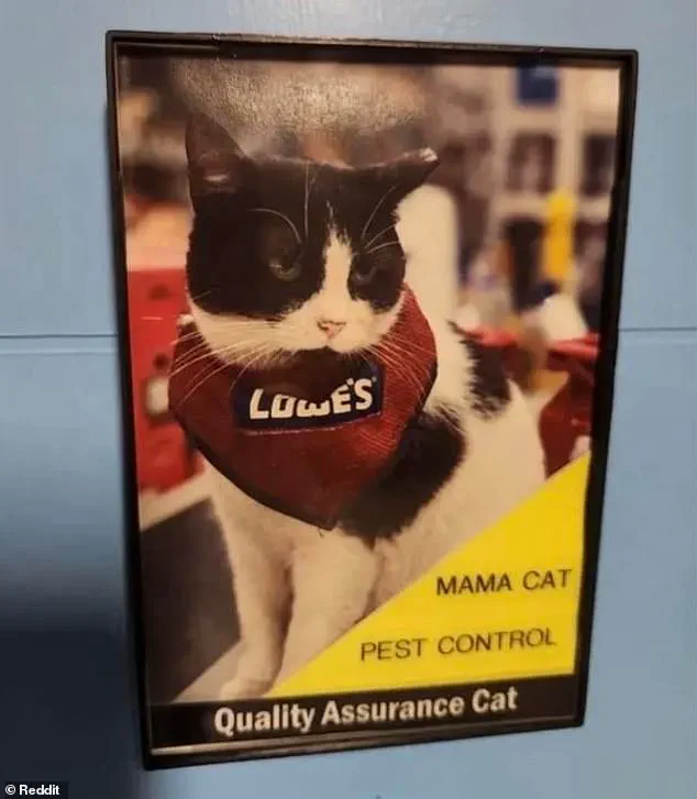 Mama Cat's Controversial Fate at Lowe's Store Divides Gadsden Community