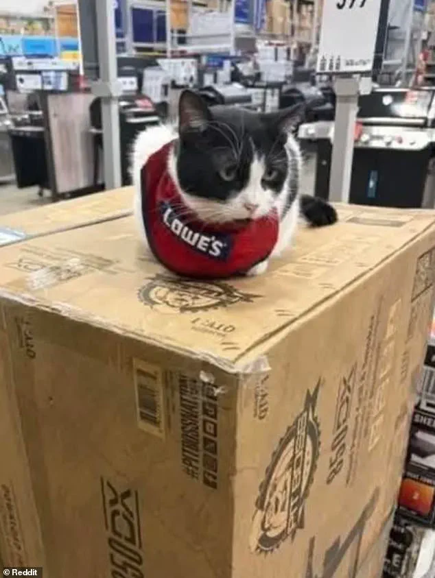 Mama Cat's Controversial Fate at Lowe's Store Divides Gadsden Community