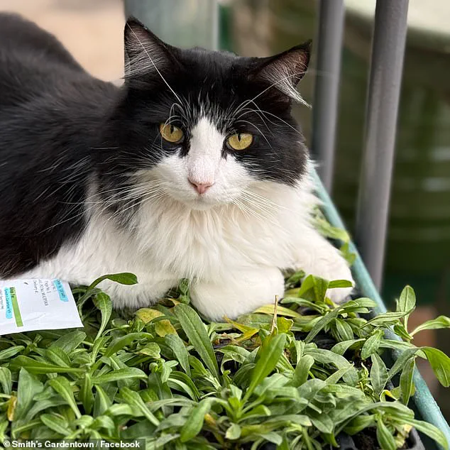 Viral Sensation: How Sylvester the Cat Became a Rat-Catching Hero at Wichita Falls Garden Center