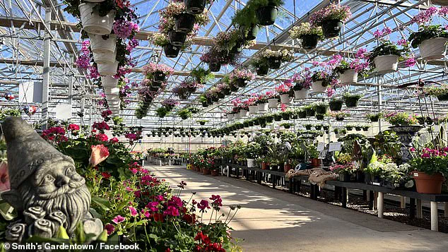 Viral Sensation: How Sylvester the Cat Became a Rat-Catching Hero at Wichita Falls Garden Center