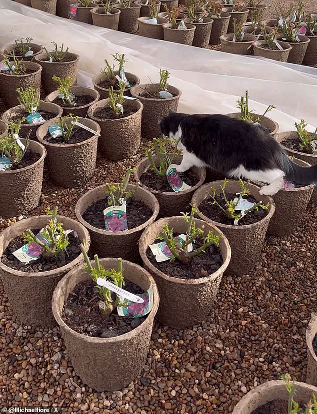 Viral Sensation: How Sylvester the Cat Became a Rat-Catching Hero at Wichita Falls Garden Center