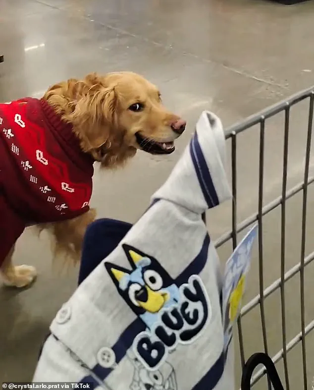 Walmart Shopper Faces Removal Over Service Dog, Cites ADA Compliance