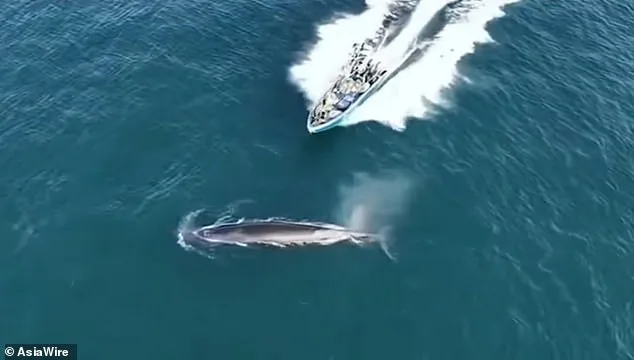 Protected Bryde's Whale Injured in Collision with Fishing Boat Near Weizhou Island, Guangxi