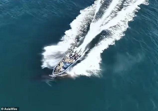 Protected Bryde's Whale Injured in Collision with Fishing Boat Near Weizhou Island, Guangxi