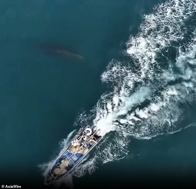 Protected Bryde's Whale Injured in Collision with Fishing Boat Near Weizhou Island, Guangxi