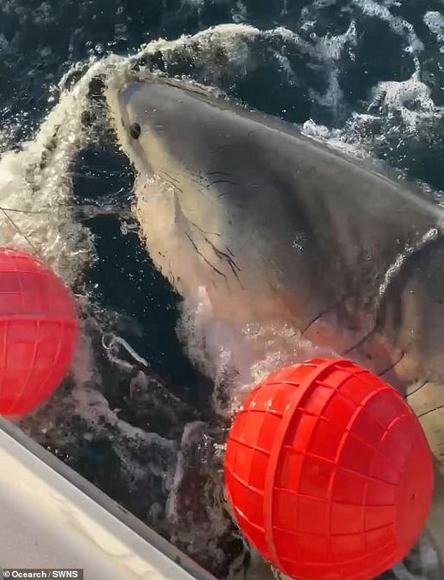 Colossal Great White Shark 'Contender' Tracked Across Atlantic via OREACH Technology Near Cape Fear, North Carolina