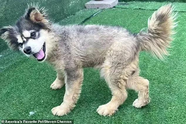 Miracle of Survival: Disabled Puppy Kronk's Journey from Dog Meat Trade to a Life of Hope