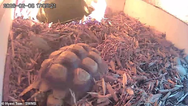 Harrowing Footage of Tortoise's Enclosure Fire Raises Urgent Safety Questions