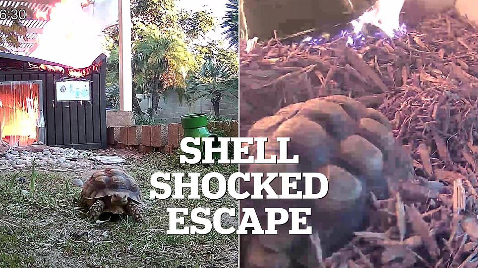 Harrowing Footage of Tortoise's Enclosure Fire Raises Urgent Safety Questions