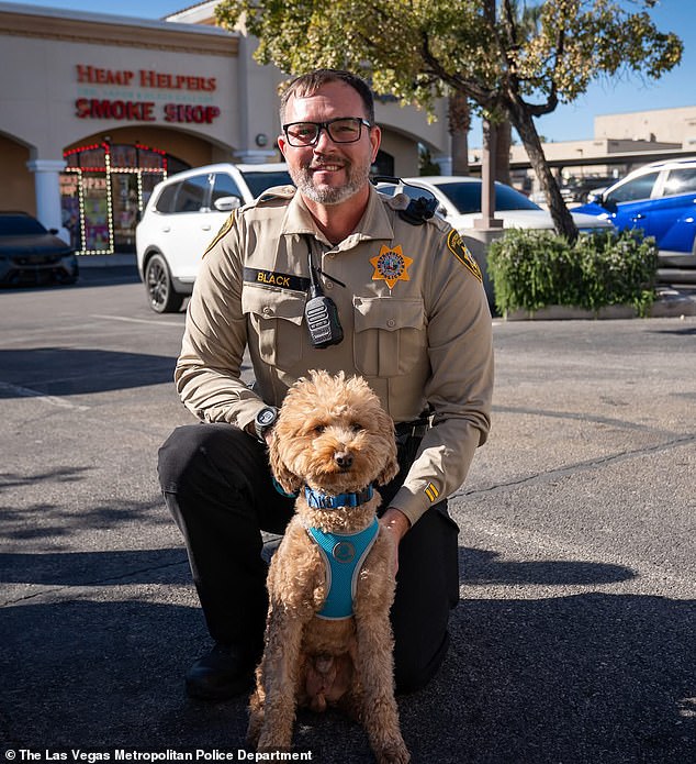 Jet Blue the Goldendoodle Rescued After Being Abandoned at Las Vegas Airport