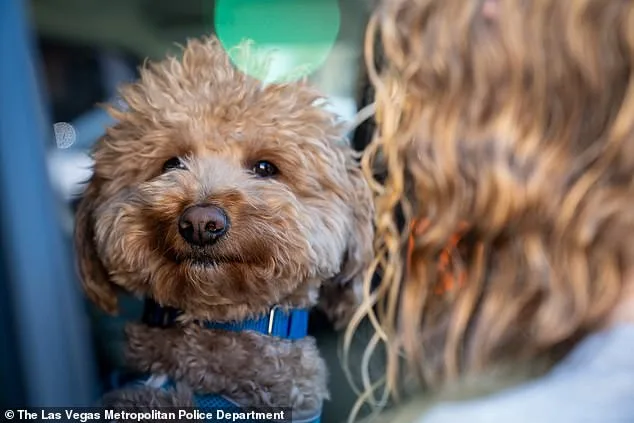 Jet Blue the Goldendoodle Rescued After Being Abandoned at Las Vegas Airport