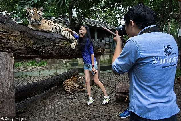 Thailand's Tiger Outbreak: Canine Distemper Virus Claims 72 Tigers at Chiang Mai Park, Sparking Scrutiny of Close-Contact Tourism