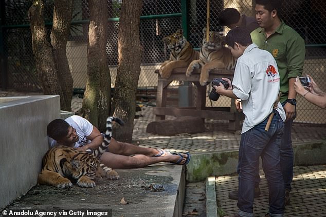 Thailand's Tiger Outbreak: Canine Distemper Virus Claims 72 Tigers at Chiang Mai Park, Sparking Scrutiny of Close-Contact Tourism