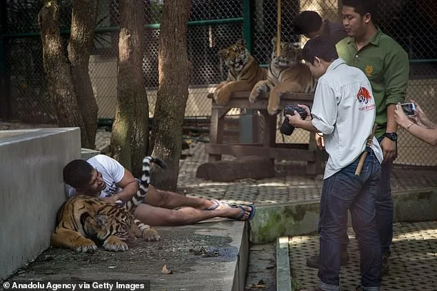 Thailand's Tiger Outbreak: Canine Distemper Virus Claims 72 Tigers at Chiang Mai Park, Sparking Scrutiny of Close-Contact Tourism