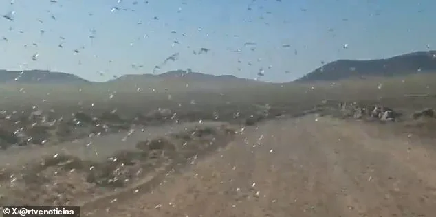 Canary Islands Issue 'Stay Calm' Alert as Locust Swarms Threaten Crops