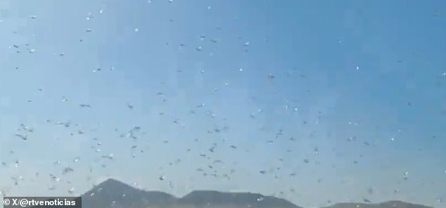 Canary Islands Issue 'Stay Calm' Alert as Locust Swarms Threaten Crops