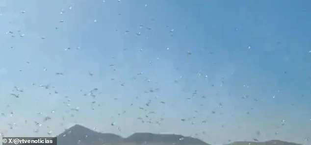 Canary Islands Issue 'Stay Calm' Alert as Locust Swarms Threaten Crops